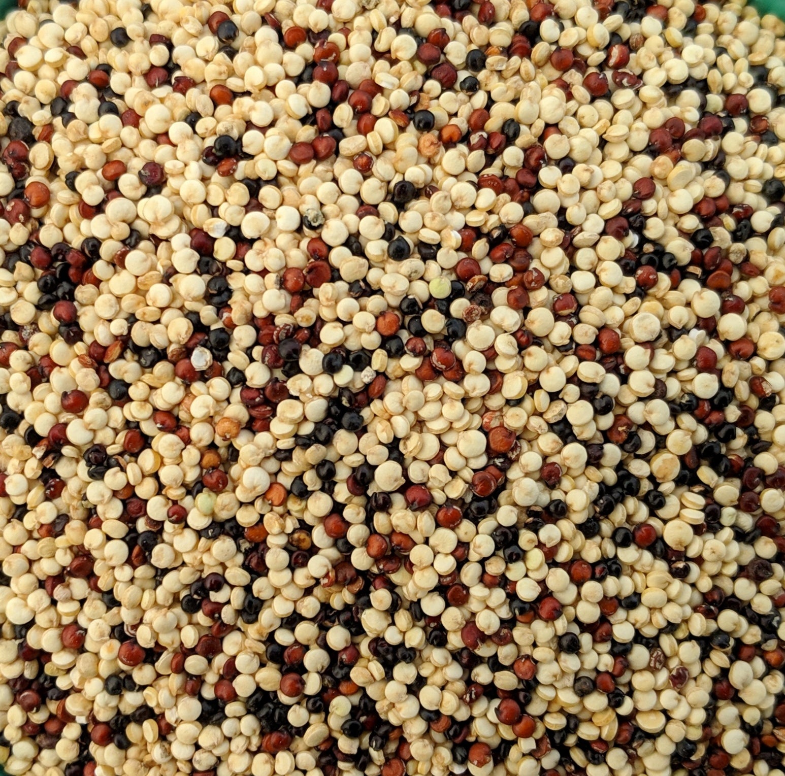 Quinoa tricolore
