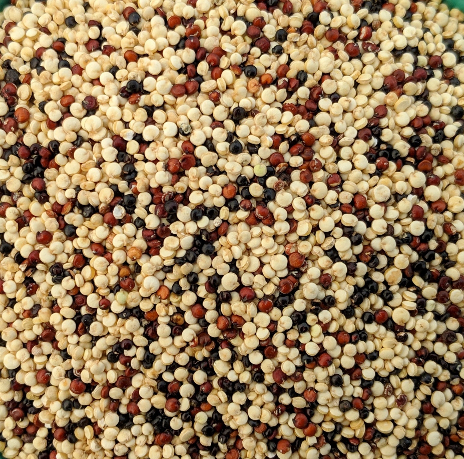 Dreifarbige Quinoa
