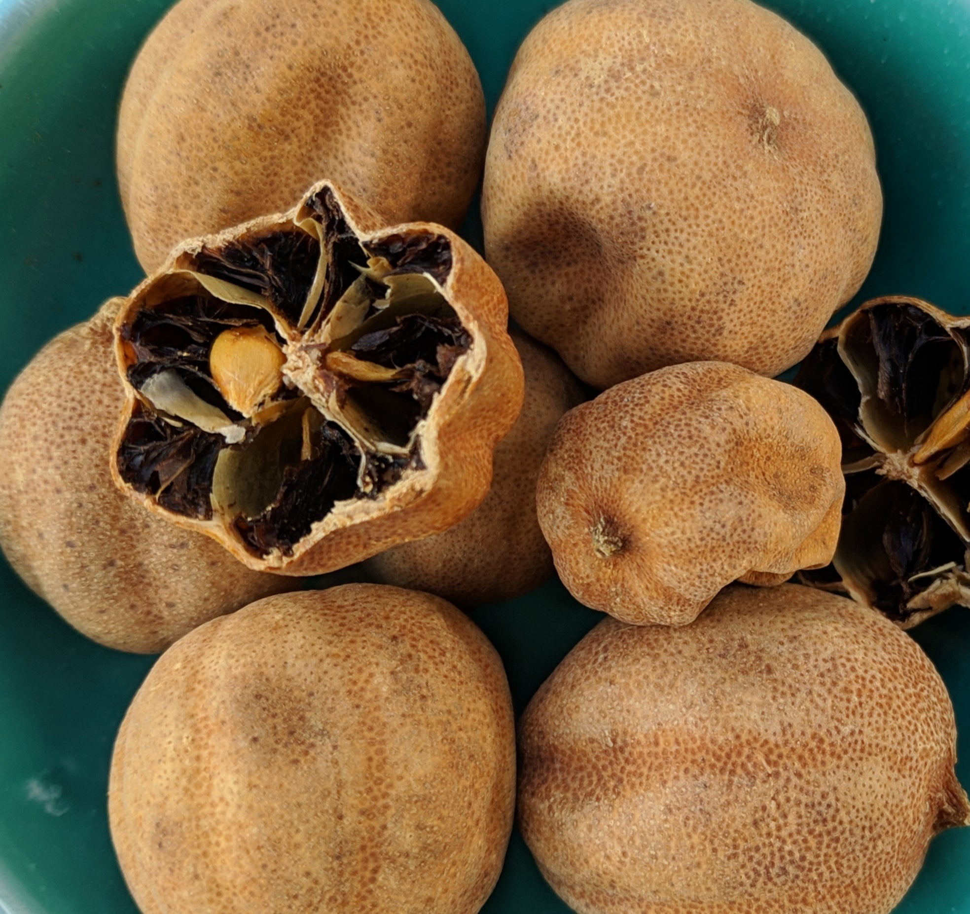 Lime / Loomi Lemon (Citrus Aurantifolia)