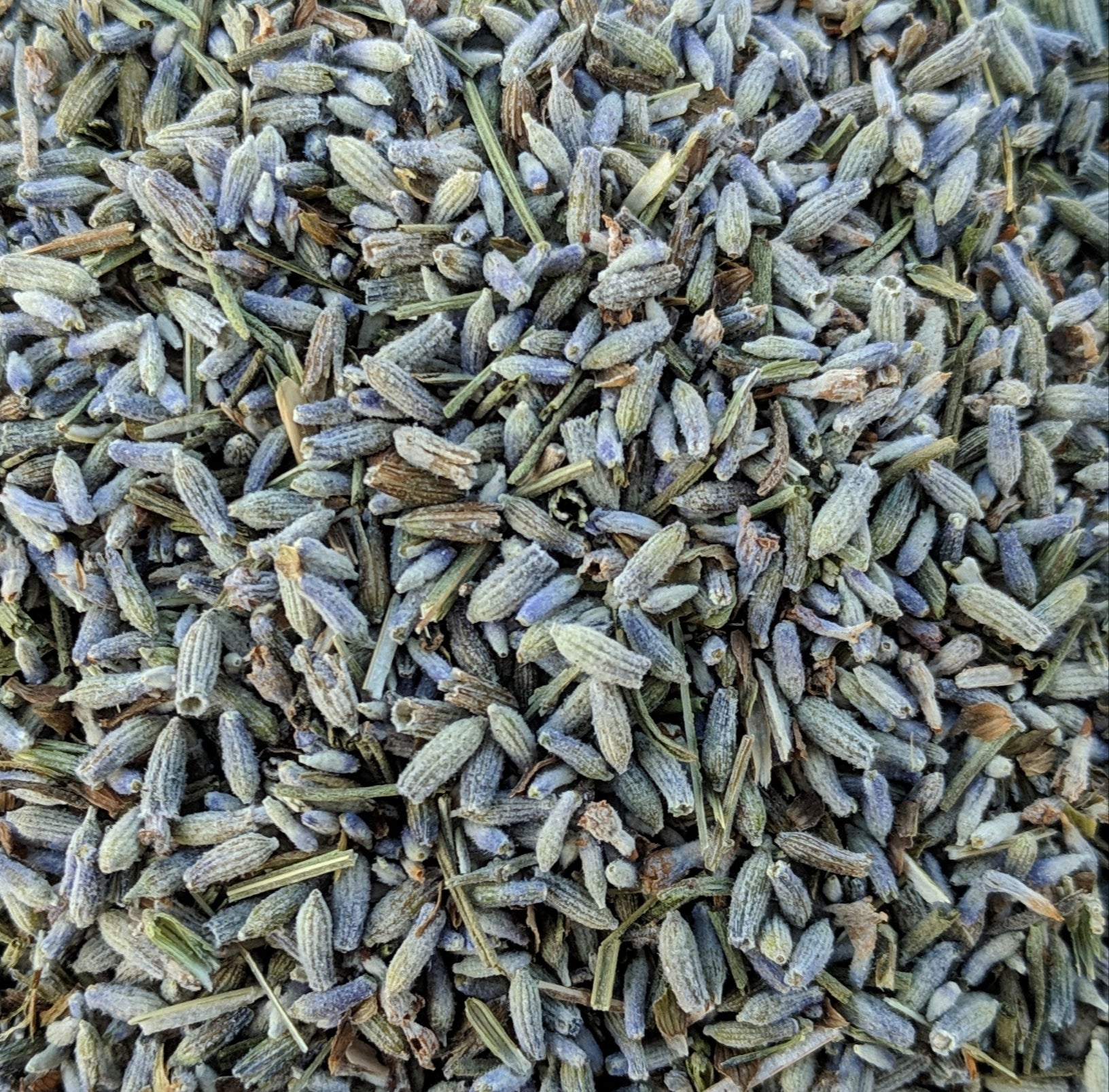 Lavender (Lavandula Officinalis) - Organic