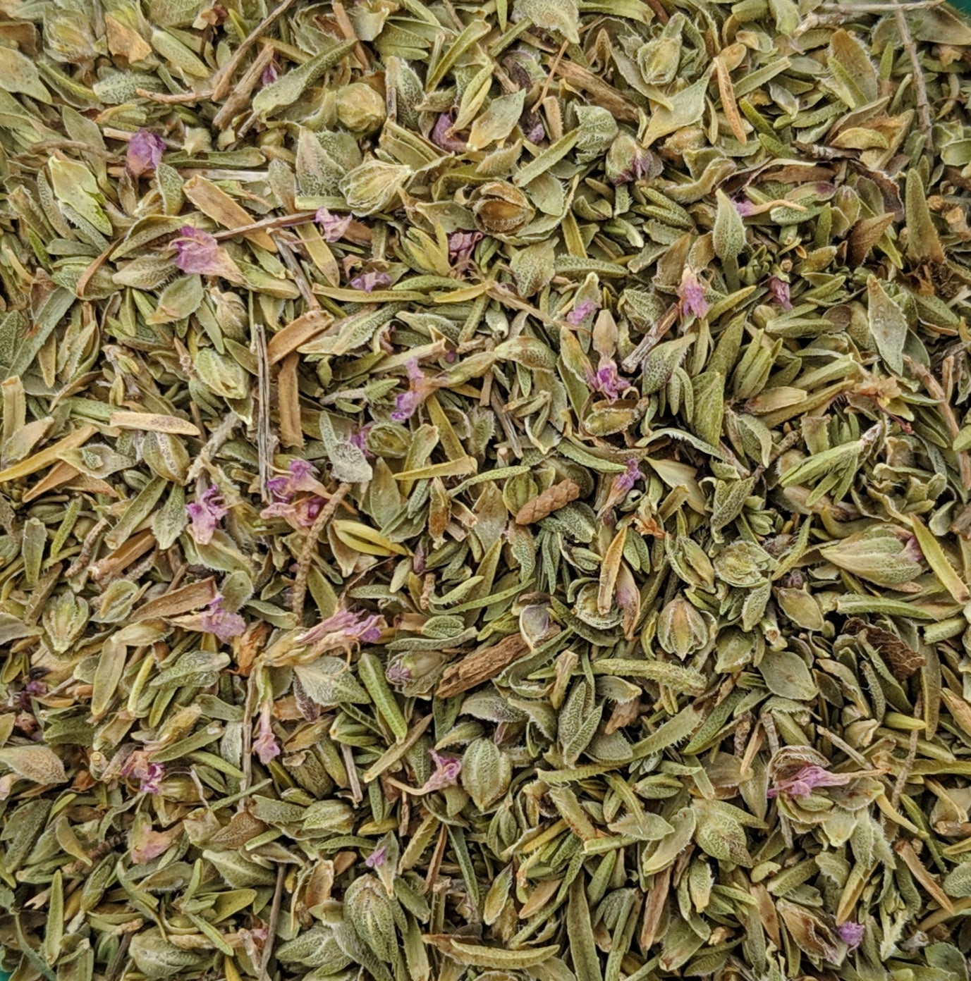 Kretischer Thymian Wild (Coridothymus Capitatus)