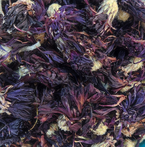 Kastanienbraune Kornblume / Schwarzer Edelstein (Centaurea Cyanus)