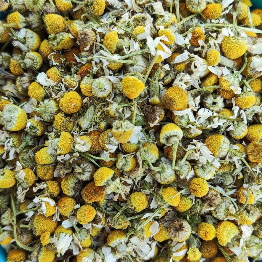 Image for Chamomile | Organic (Matricaria Chamomilla)