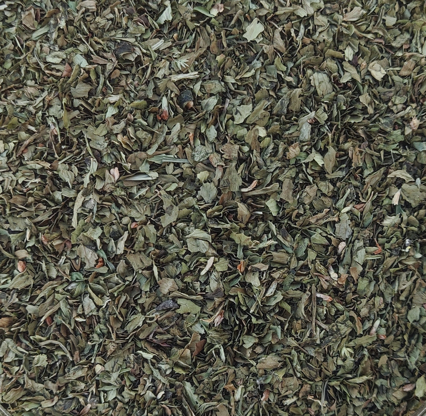 Livèche (Levisticum Officinale)