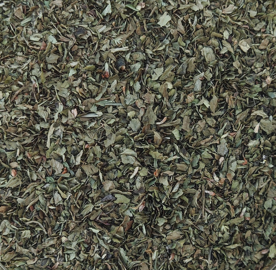 Livèche (Levisticum Officinale)