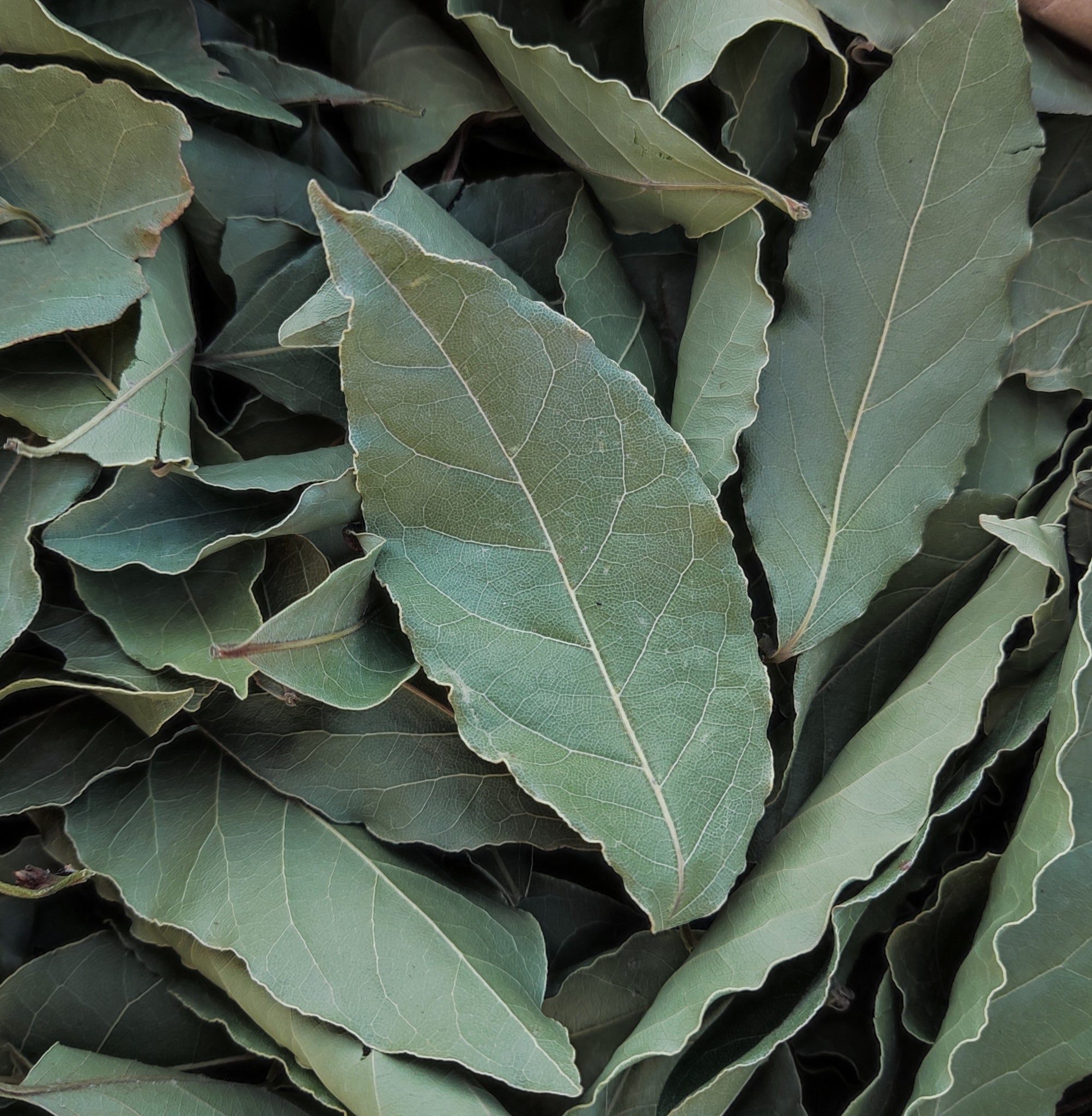 Cretan Bay Laurel Leaves (Laurus Nobilis)