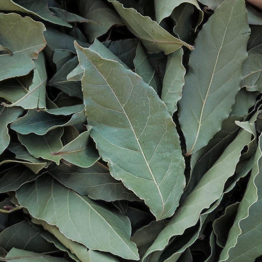 Image for Feuilles de Laurier vrai de Crète (Laurus Nobilis)