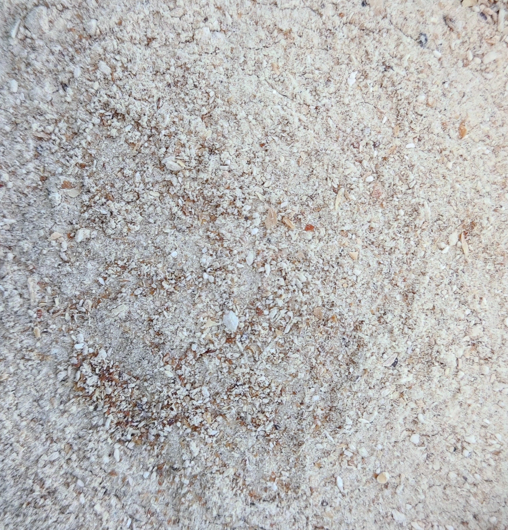 Poudre de pleurote en huître (Pleurotus Ostreatus)