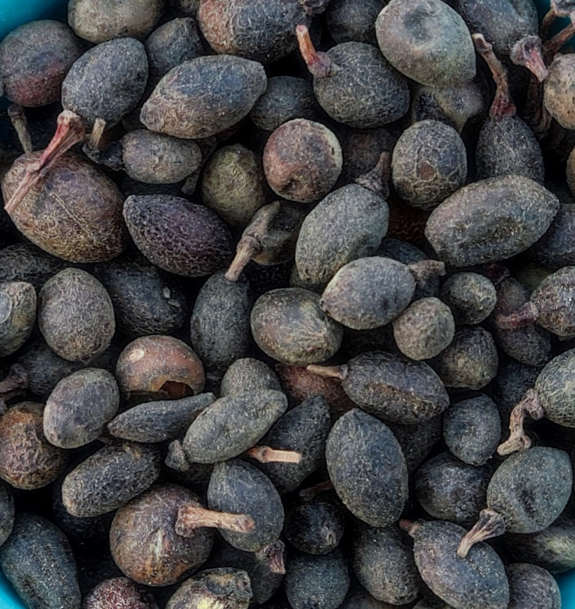 Baies de laurier (Laurus Nobilis)