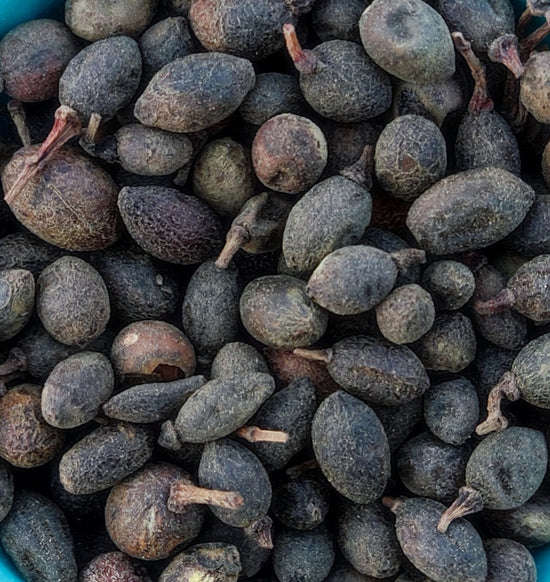 Baies de laurier (Laurus Nobilis)