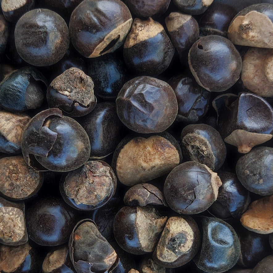 Image for Guarana Seeds (Paullinia Cupana)