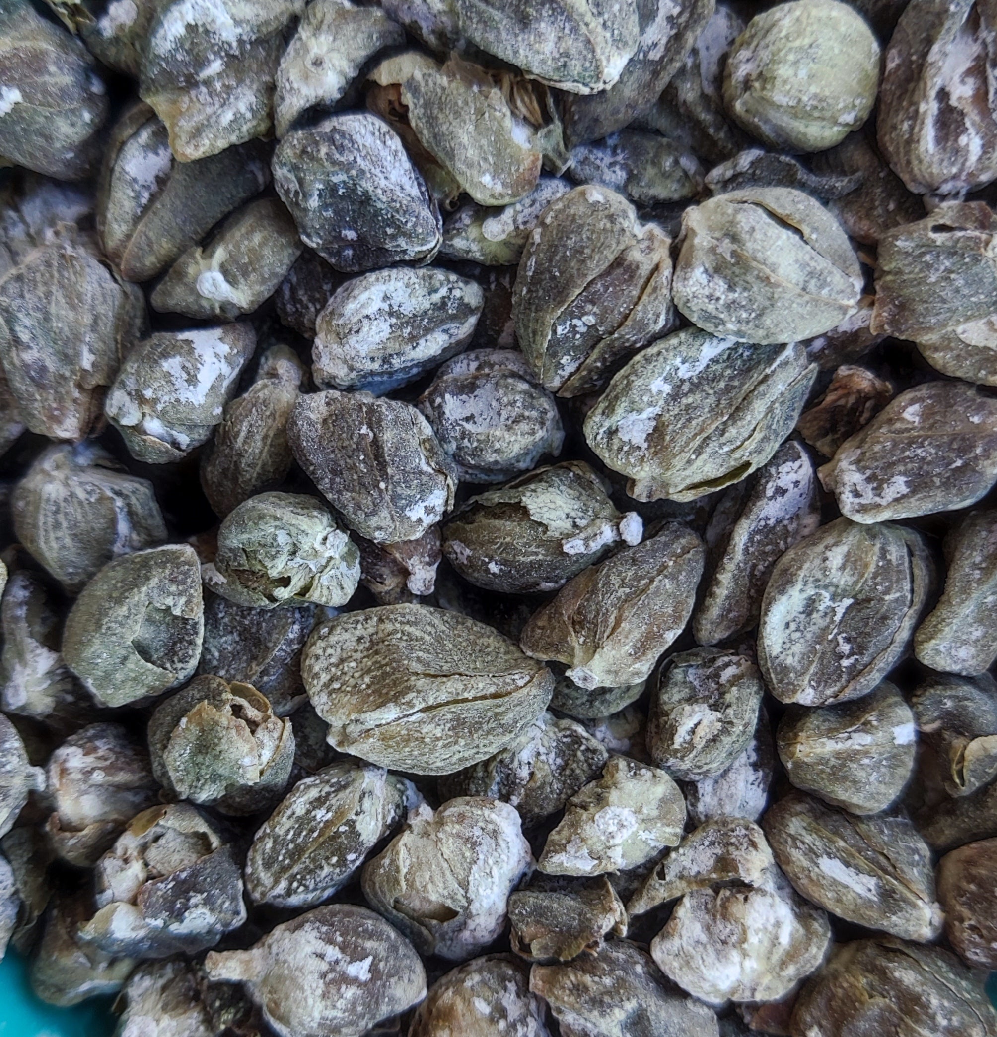 <transcy>Κάππαρη (Capparis Spinosa)</transcy>