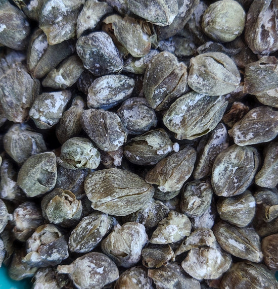 <transcy>Κάππαρη (Capparis Spinosa)</transcy>