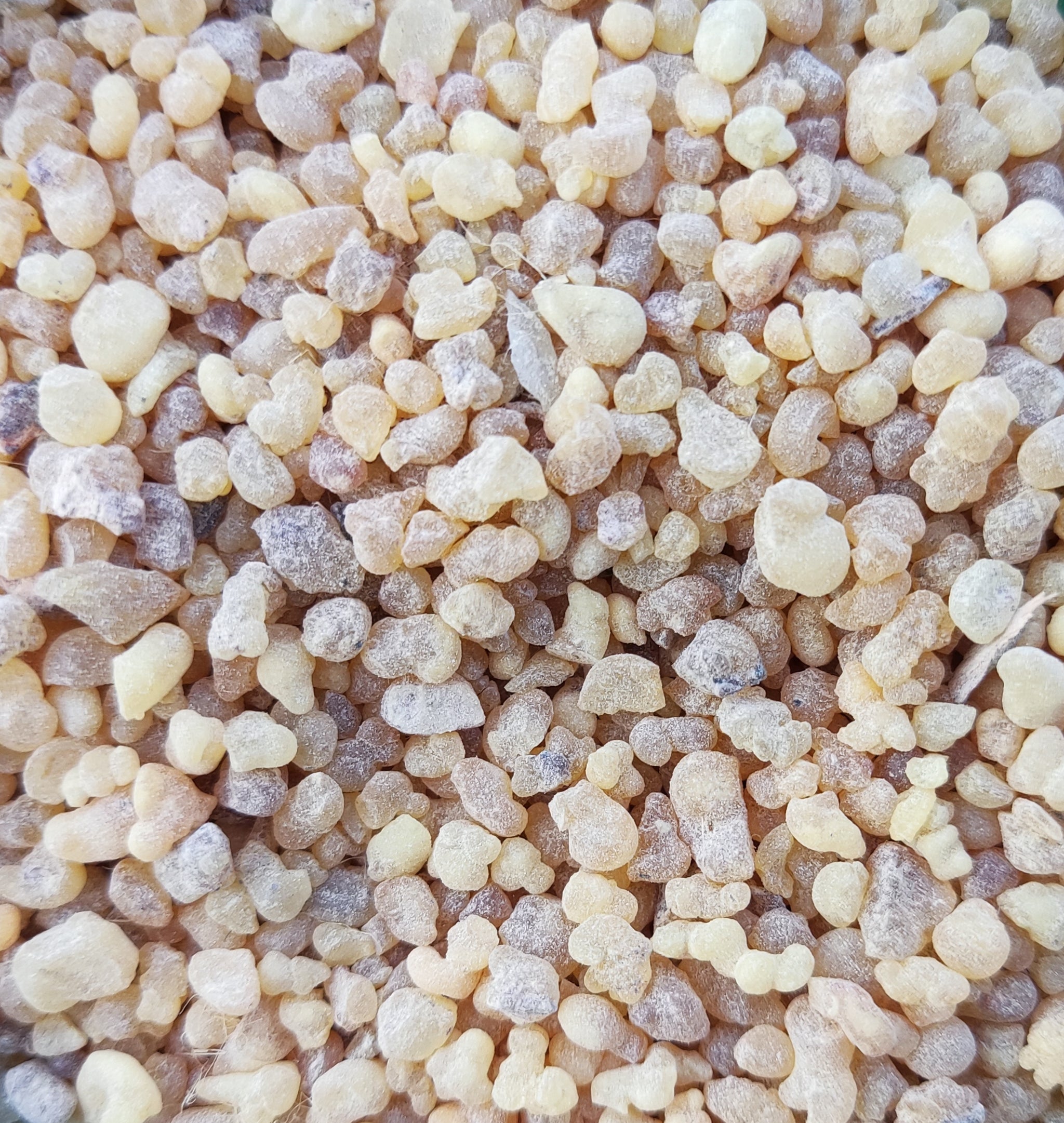 <tc><transcy>Λιβάνι (Boswellia Papyrifera)</transcy></tc>