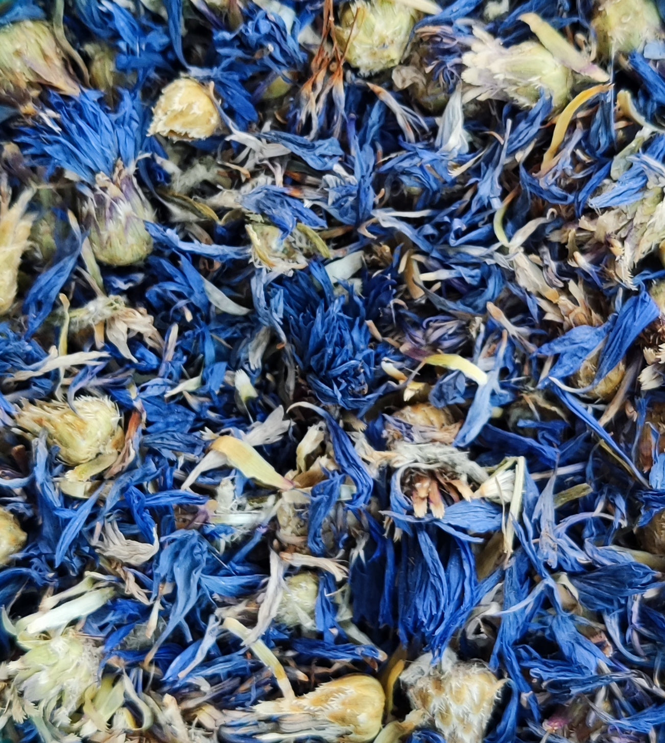 Blaue Kornblume (Centaurea Cyanus)