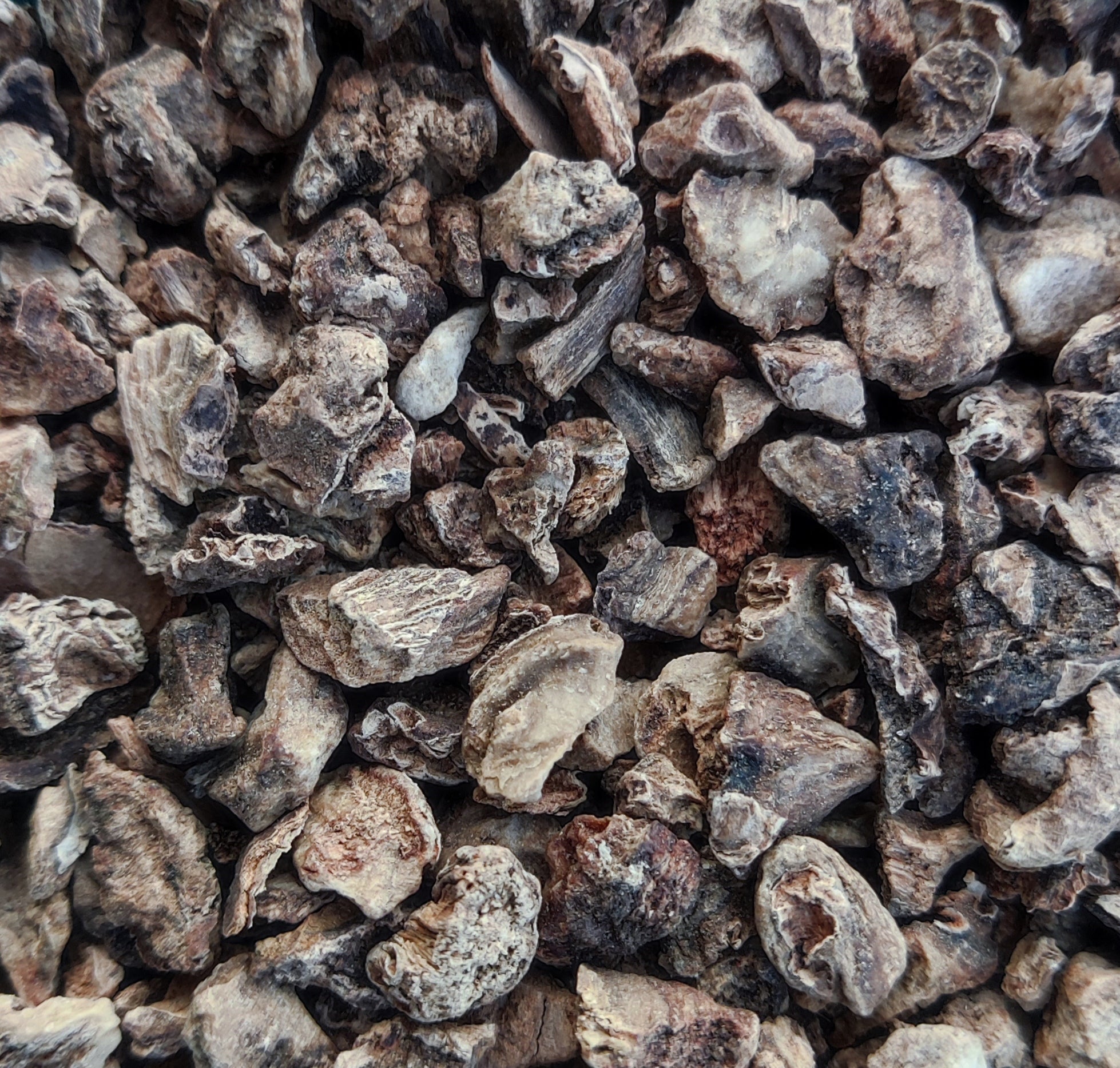 <transcy>Αρπαγόφυτο Ρίζα (Harpagophytum Procumbens)</transcy>