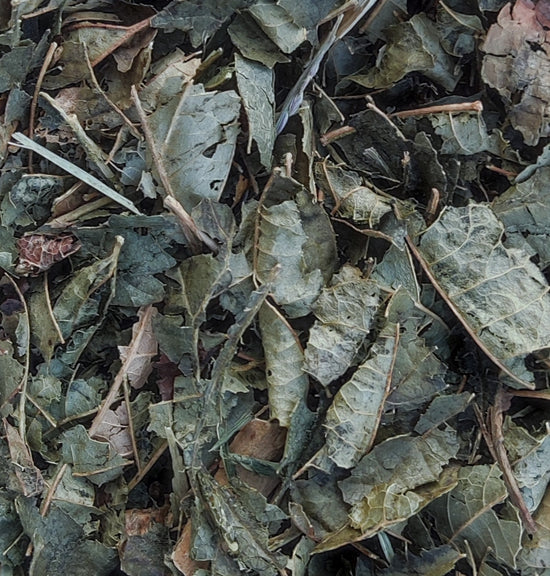 Hamamelis (Hamamelis Virginiana)