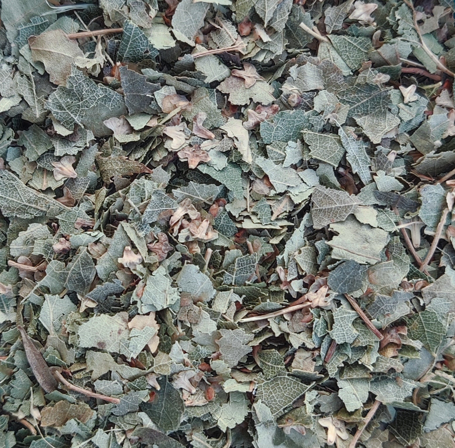 Paper Birch (Betula Cordifolia)