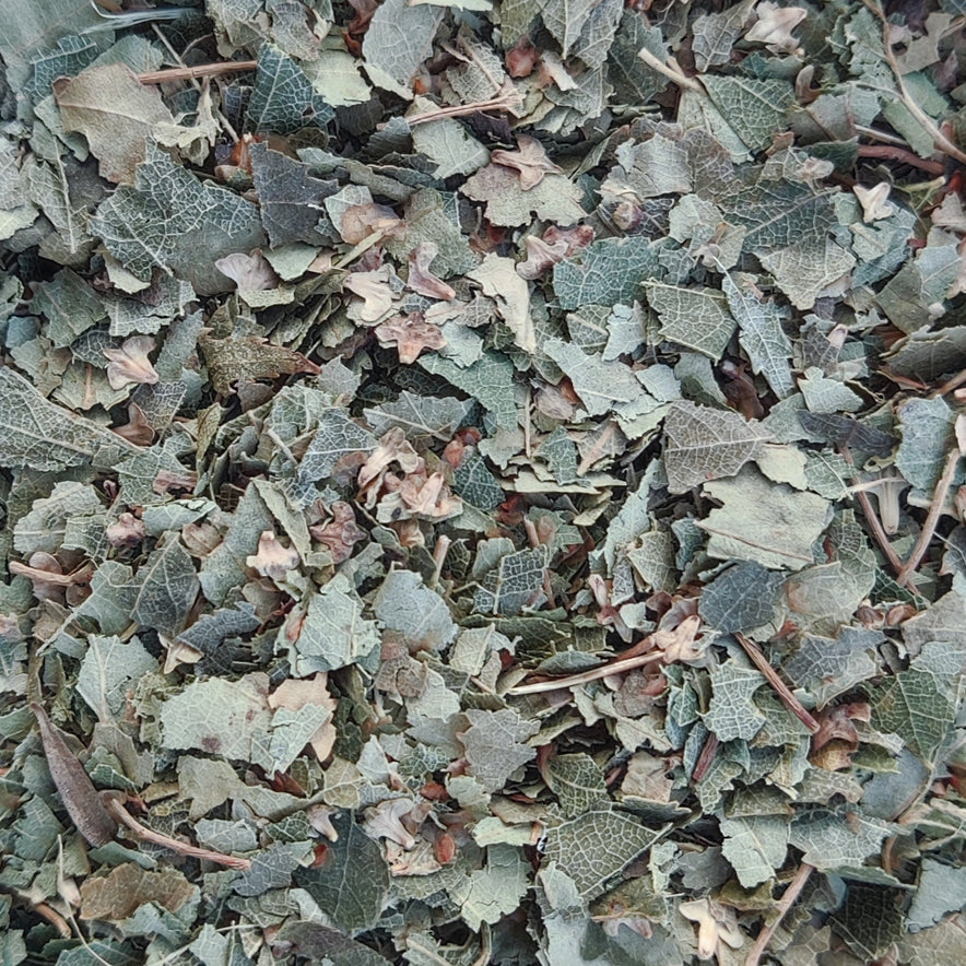Image for <tc>Bouleau à papier /bouleau blanc (Betula Cordifolia)</tc>
