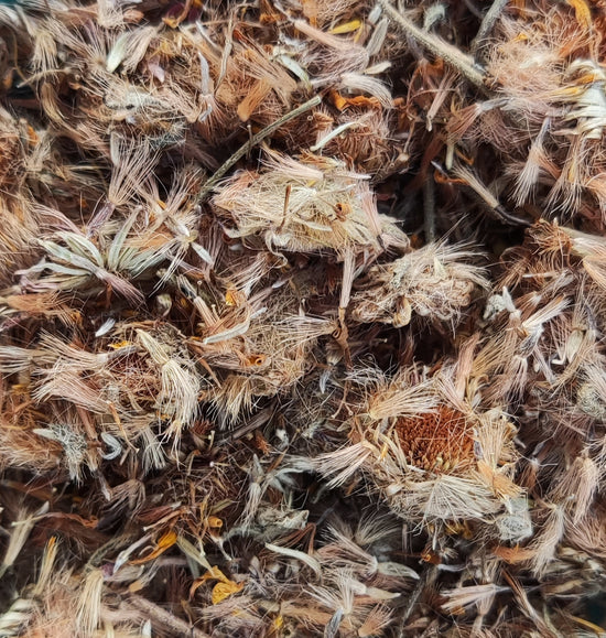 Arnika (Arnica Montana)