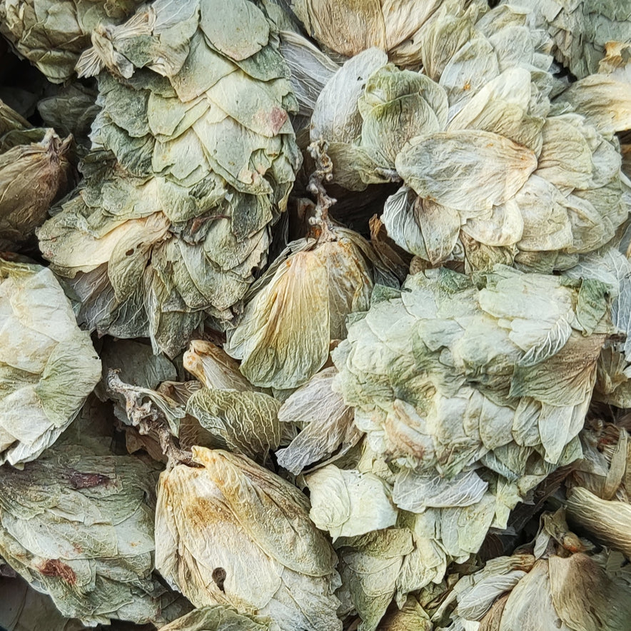 Image for Λυκίσκος (Humulus Lupulus)