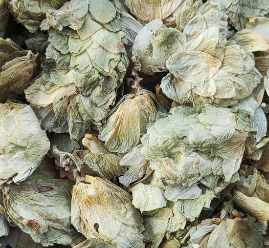 Hopfen (Humulus Lupulus)