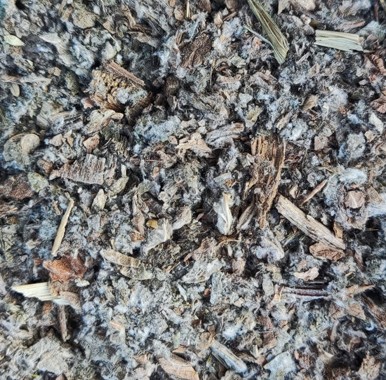 Artischocke (Cynara Cardunculus)