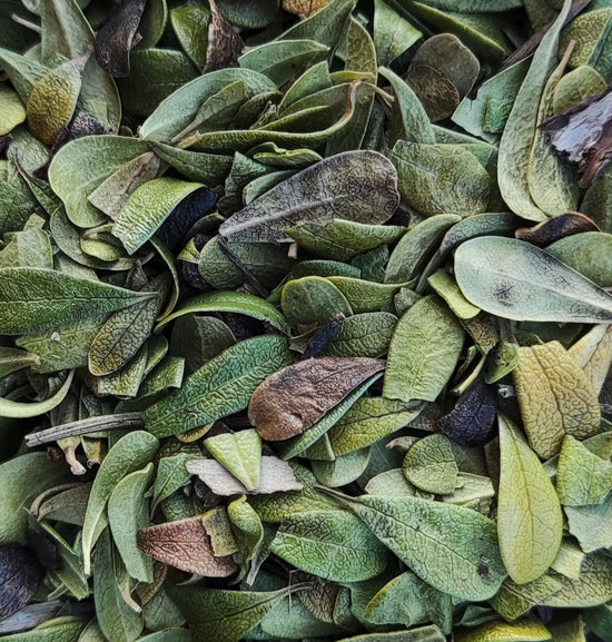 Bärentraube (Arctostaphylos Uva-Ursi)