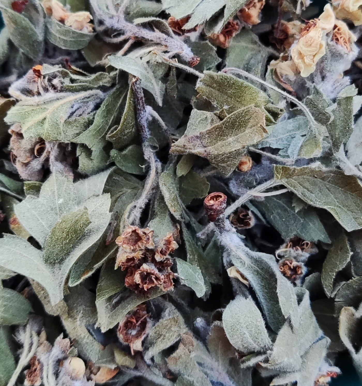 Hawthorn flowers, φύλλα - Crataegus Κράταιγος άνθη, φύλλα