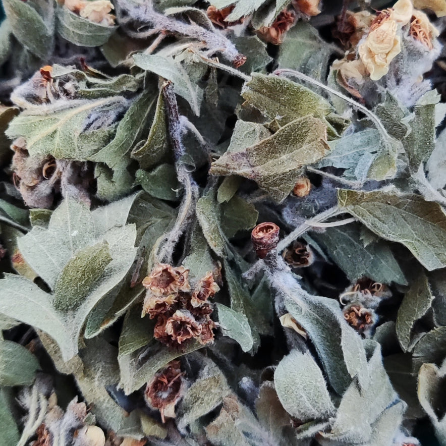 Image for Hawthorn flowers, φύλλα - Crataegus Κράταιγος άνθη, φύλλα