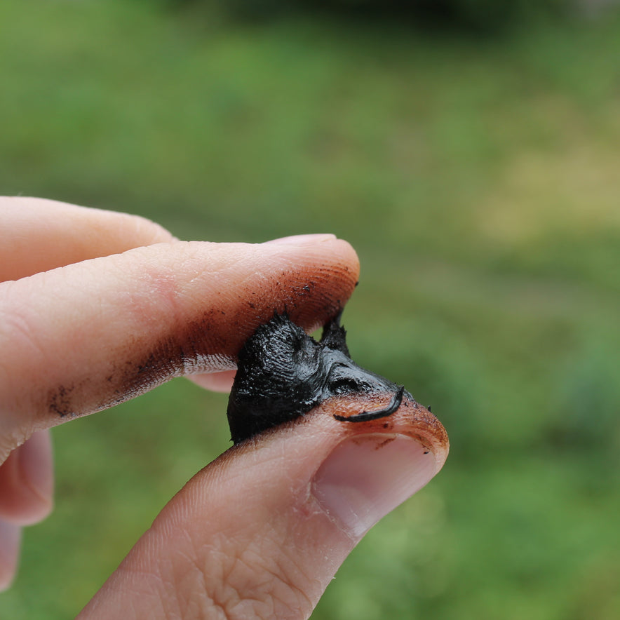 Image for Résine de shilajit (Asphaltum Punja-Bianum)