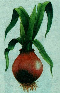 Red Squill Bulb (Urginea / Drimia Maritima) Slices