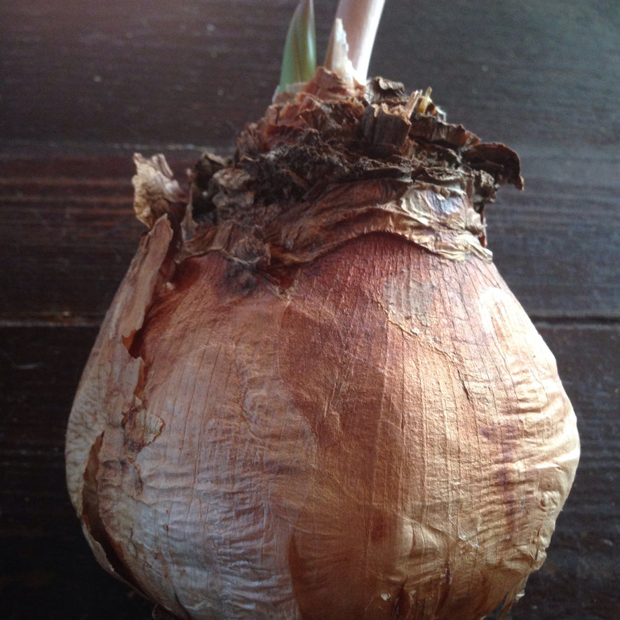 Image for Red Squill Bulb (Urginea / Drimia Maritima) Slices