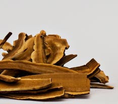 Reishi-Pilze (Ganoderma Lucidum)