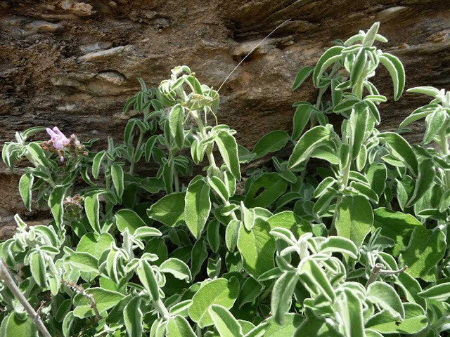Image for Sauge ligneuse (trilobée) crétoise (Salvia Fruticosa / Salvia Triloba)