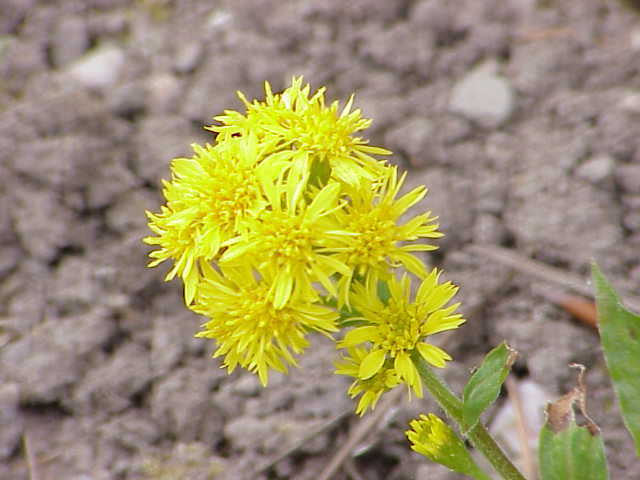 Image for Goldenrod (Solidago Virgaurea)